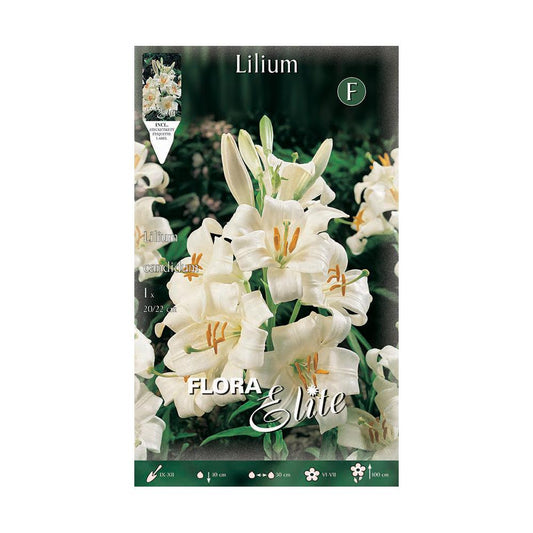 Bulbo de lírio Lilium candicum 1ud