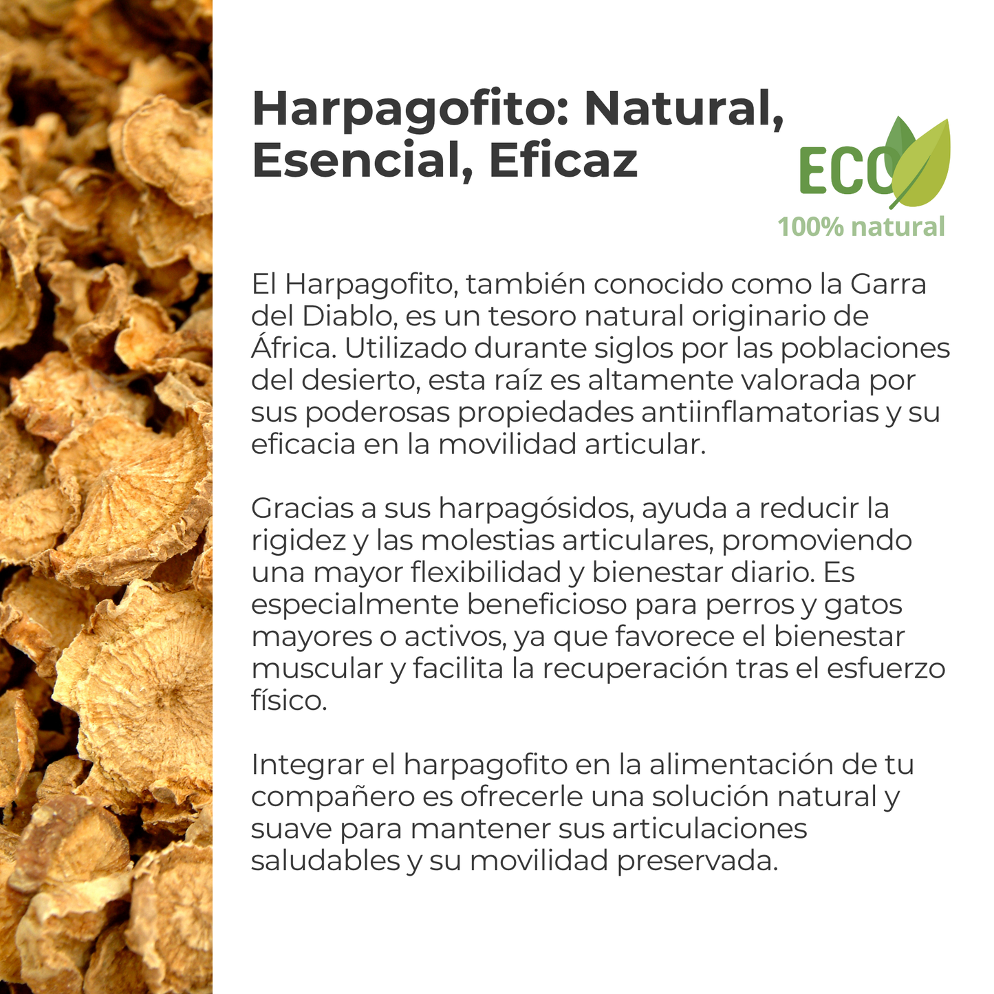 Suplemento natural para perros y gatos – Harpagofito ECO - 100g_2