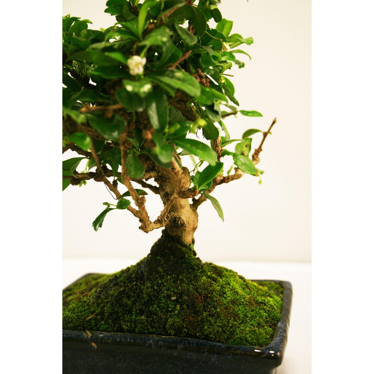 Bonsai Carmona microphylla 5 anos