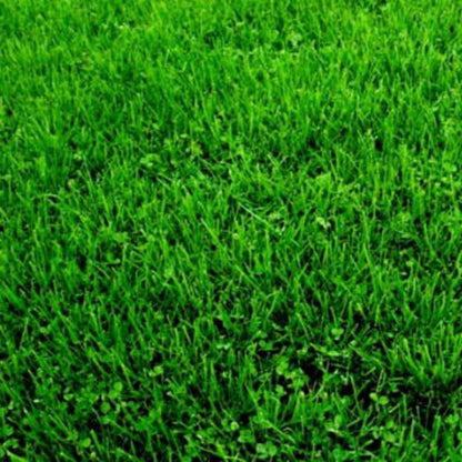 Semillas Para Césped Especializadas Por Uso Y Zona Saco 5 Kg (150 M2) / Multiuso_5