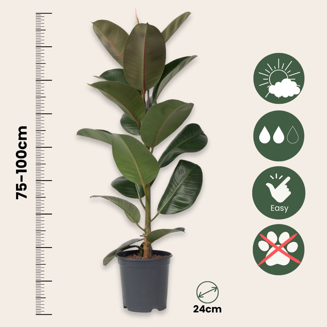 Higuera Cauchera - Ficus Elastica 'robusta' - Altura 75-100cm - ⌀24cm_2