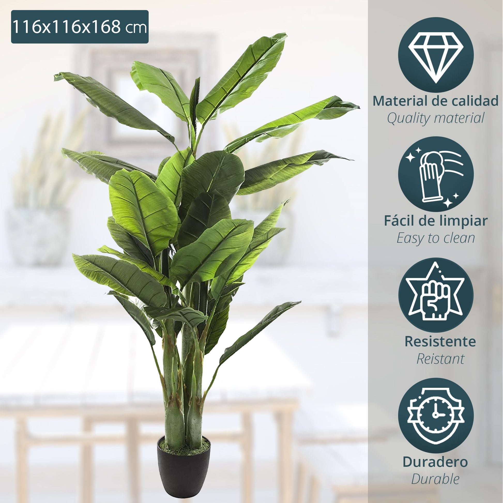Planta De Plátano Altura 170_1