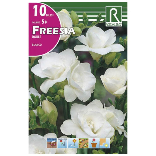 Bolbo duplo de Freesia branca 10 unidades Rocalba