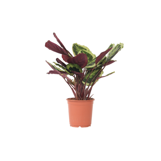 Planta De Pavo Real - Calathea 'marion' - Altura 60-70cm - ⌀21cm_0