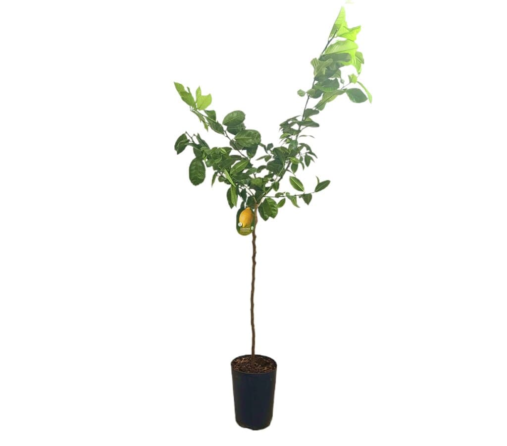 Limon Verna Tb20 150cm_0