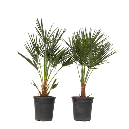 Palmito - 2 Pzs - Chamaerops Humilis - Altura 70-80cm - ⌀21cm_0