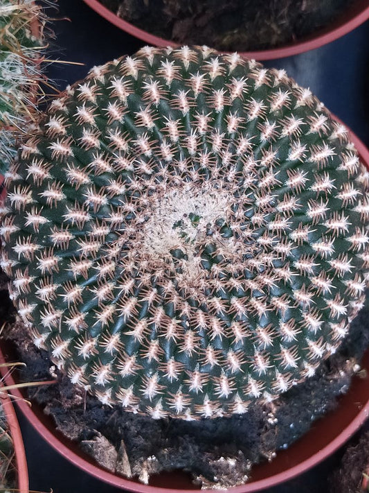 Rebutia Arenacea Cactus 8 Cms Planta_0