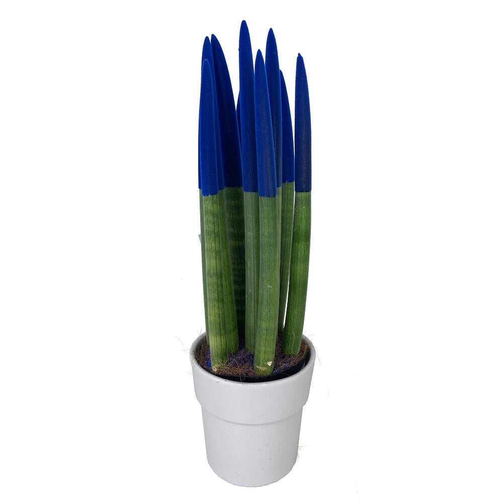 Sansevieria Cilindrica Pintada M12 30cm_3