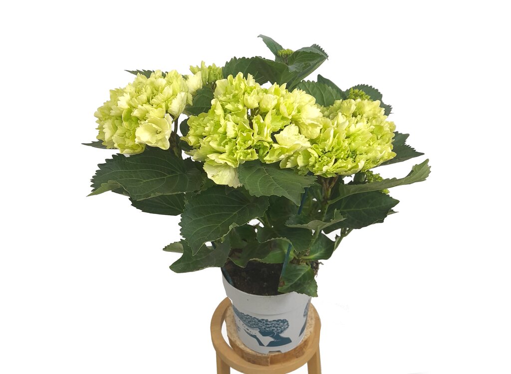 Hortensia J M17 50cm_1