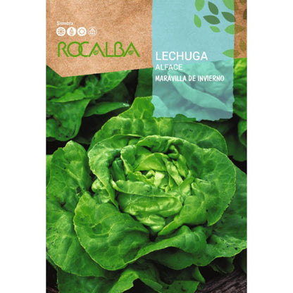 Sementes de alface Winter Wonder