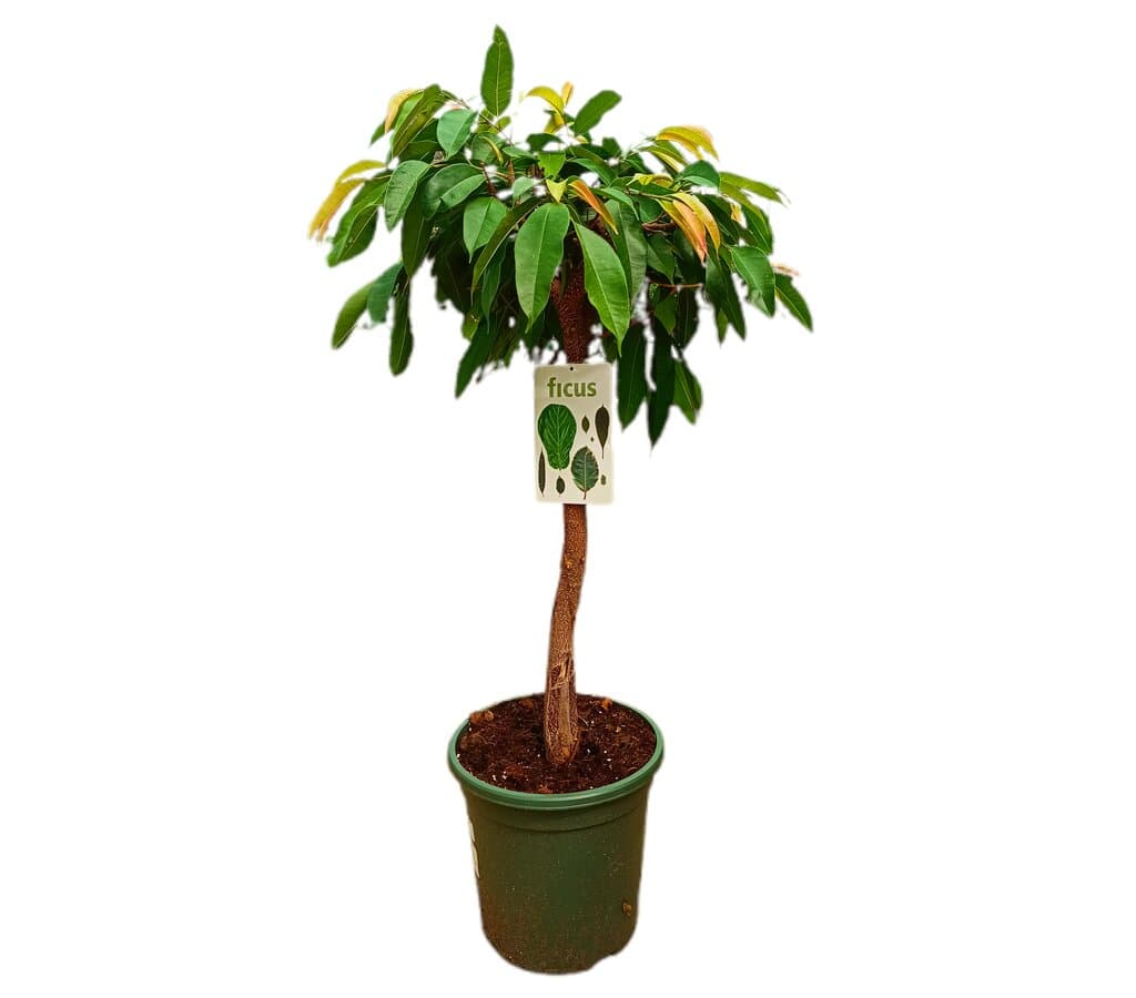 Ficus Binnendijkii Amstel King M32 100cm_0