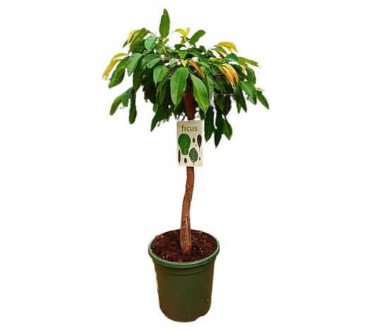 Ficus Binnendijkii Amstel King M32 100cm_0