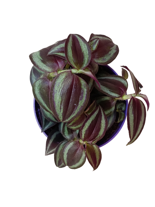 Tradescantia Purple Passion Ø8 Cm Planta De Interior Colgante_0