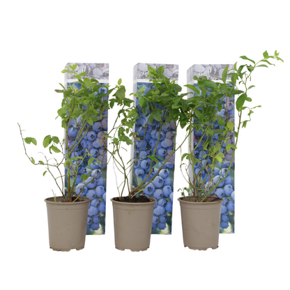 Arándano Alto - 3 Pzs - Vaccinium 'sunshine Blue' - Altura 25-40cm - ⌀9cm_0