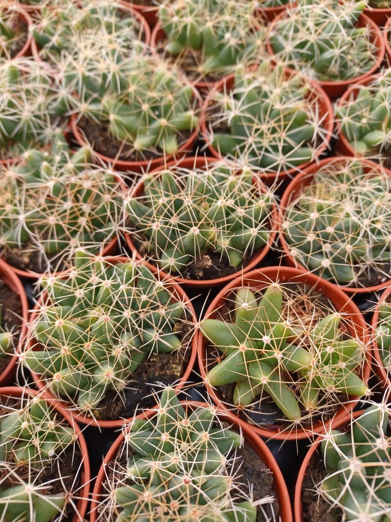 Mammillaria Longimamma Cactus Planta_0