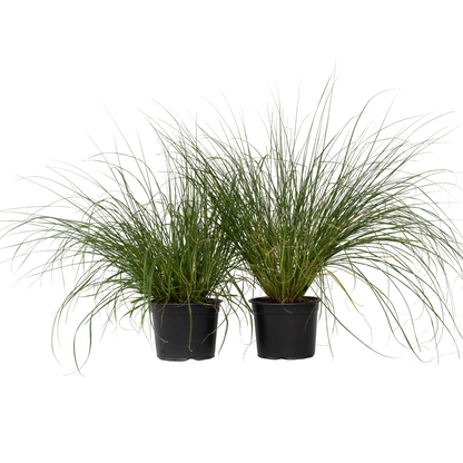 Pluma De Zorro Hameln - 2 Pzs - Pennisetum 'hameln' - Altura 20-30cm - ⌀23cm_0