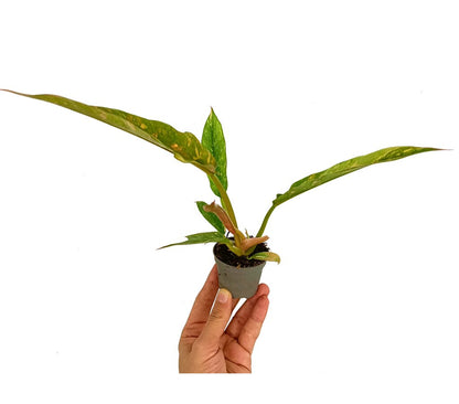 Philodendron Ring On Fire M6_0