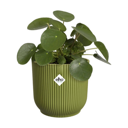 Maceta Verde Helecho Vibes Fold Round Elho 14cm 100% reciclado