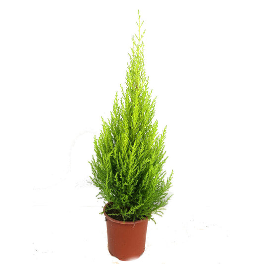 Cupresus Gold Crest Wilma M27 140cm (pino Del Limon)_0