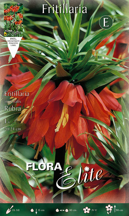Bulbo Fritillaria imperialis rojo 1 ud
