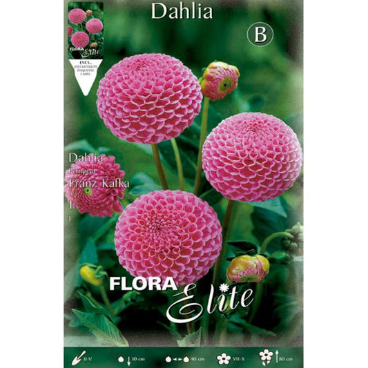Bolbo de dália rosa com pompom