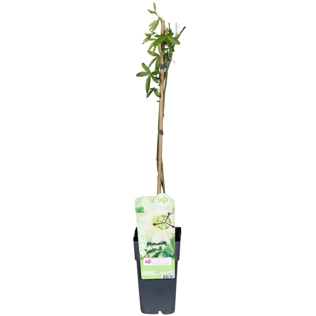 Passiflora Caerulea Constance Elliot Flor Blanca Pasionaria Planta Enredadera_0