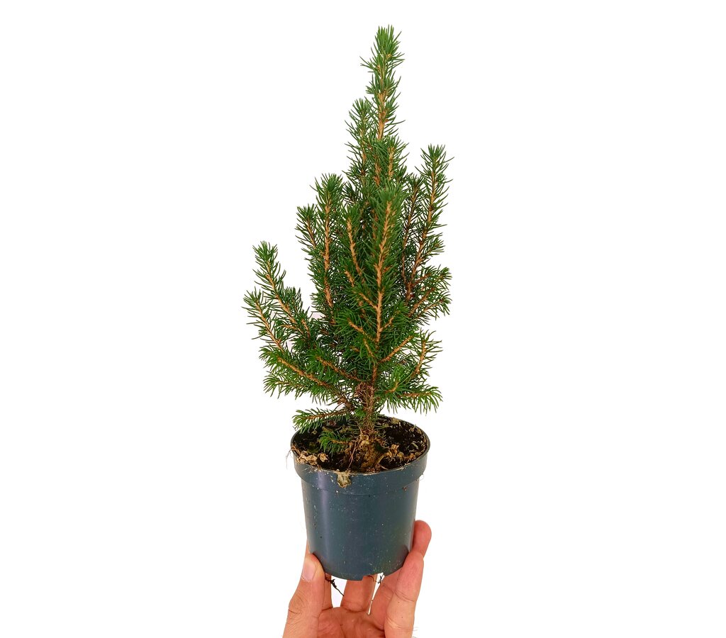 Picea Glauca Cónica M9 25cm_0