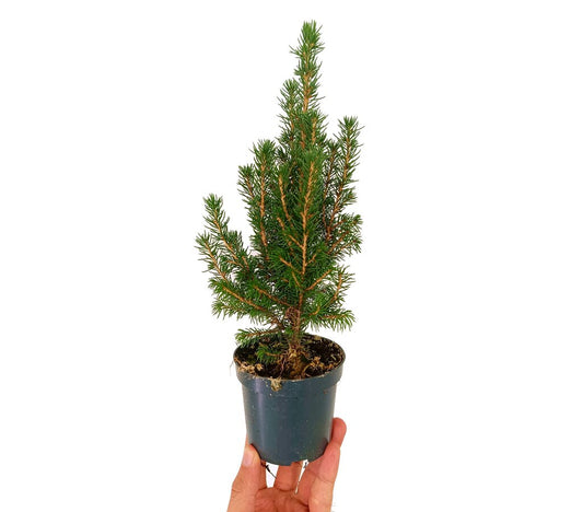 Picea Glauca Cónica M9 25cm_0