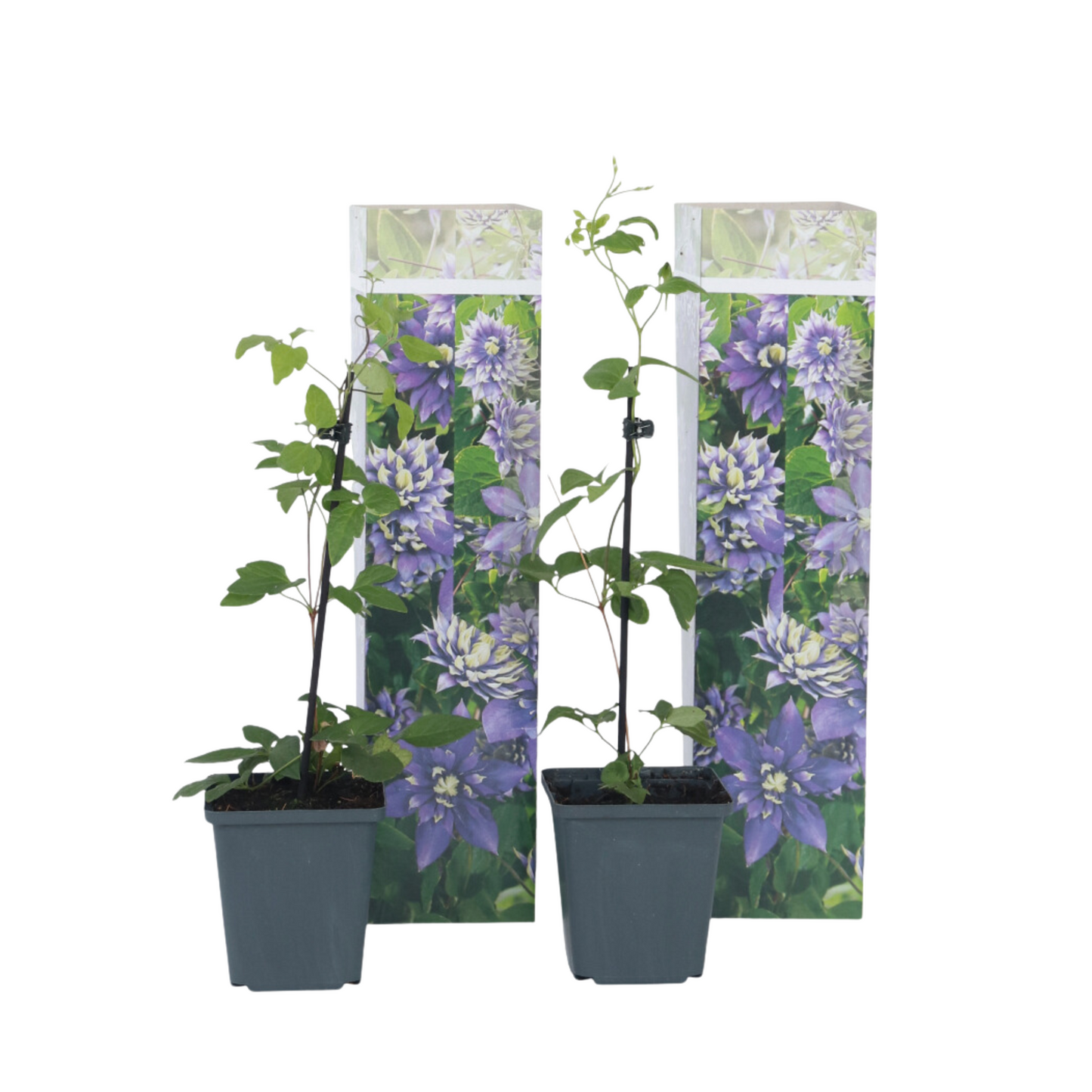 Clemátide - 2 Pzs - Clematis Hybrid 'taiga' - Altura 25-40cm - ⌀9cm_0