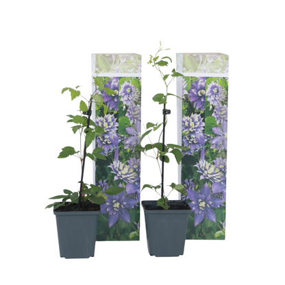 Clemátide - 2 Pzs - Clematis Hybrid 'taiga' - Altura 25-40cm - ⌀9cm_0