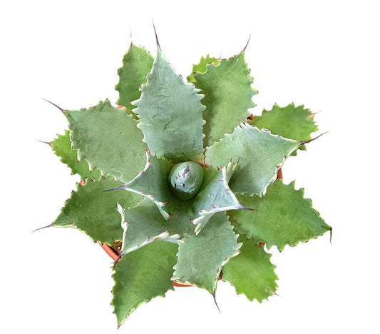 Agave Potatorum T25_0