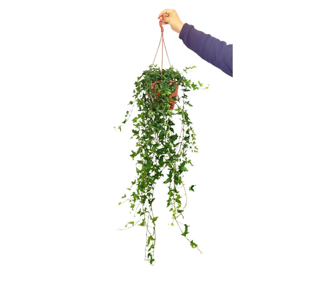 Hedera Helix Shamrock M19_0