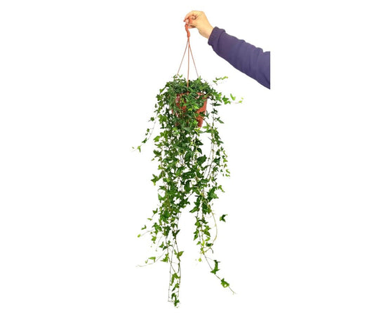 Hedera Helix Shamrock M19_0