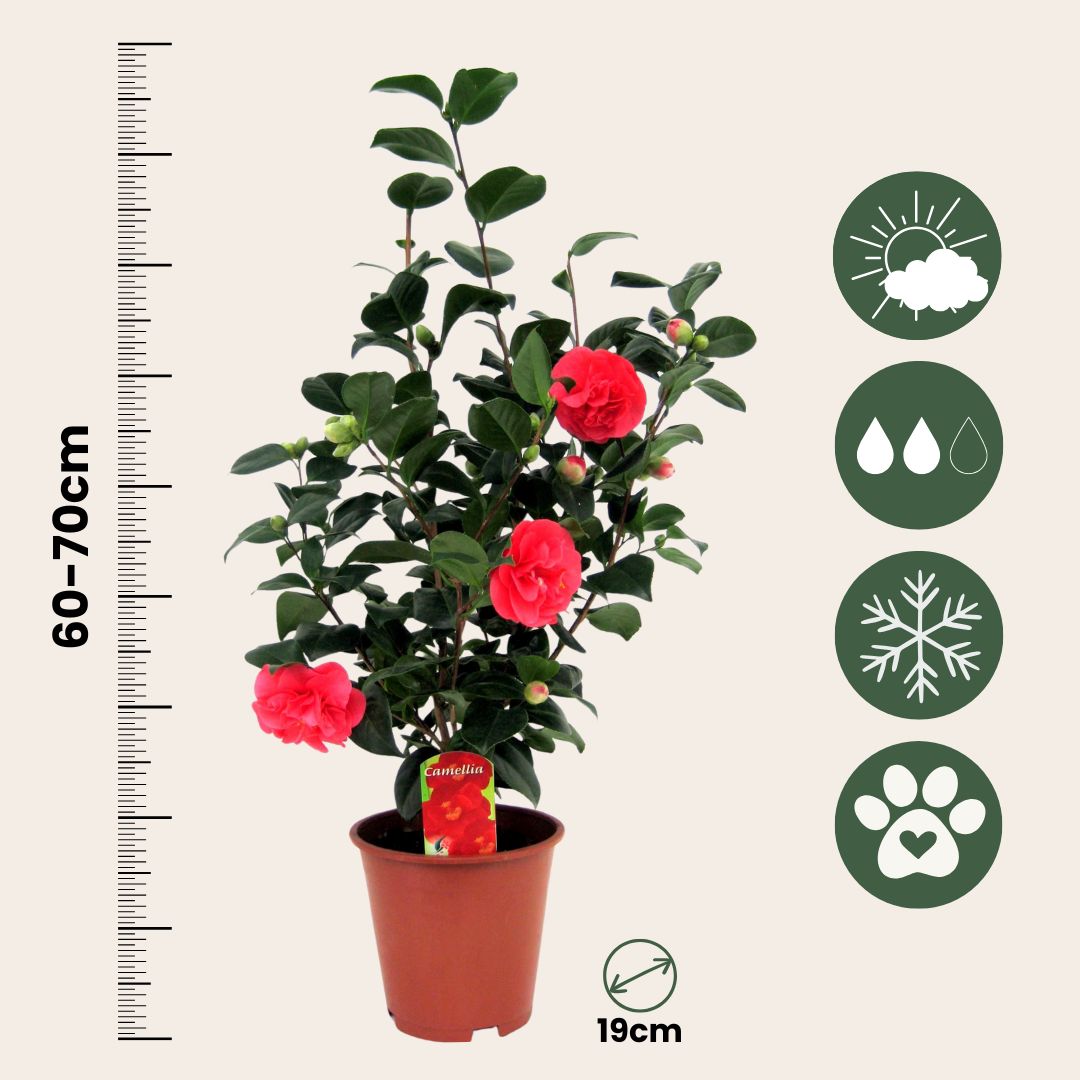 Rosa Japonesa - Camellia Japonica 'lady Campbell' - Altura 60-70cm - ⌀19cm_2