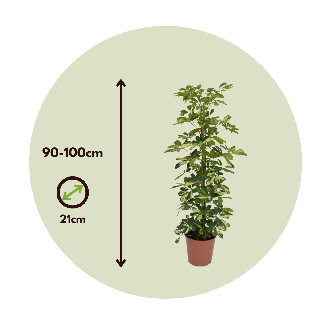 Cheflera - 2 Pzs - Schefflera 'dalton' - Altura 90-100cm - ⌀21cm_2