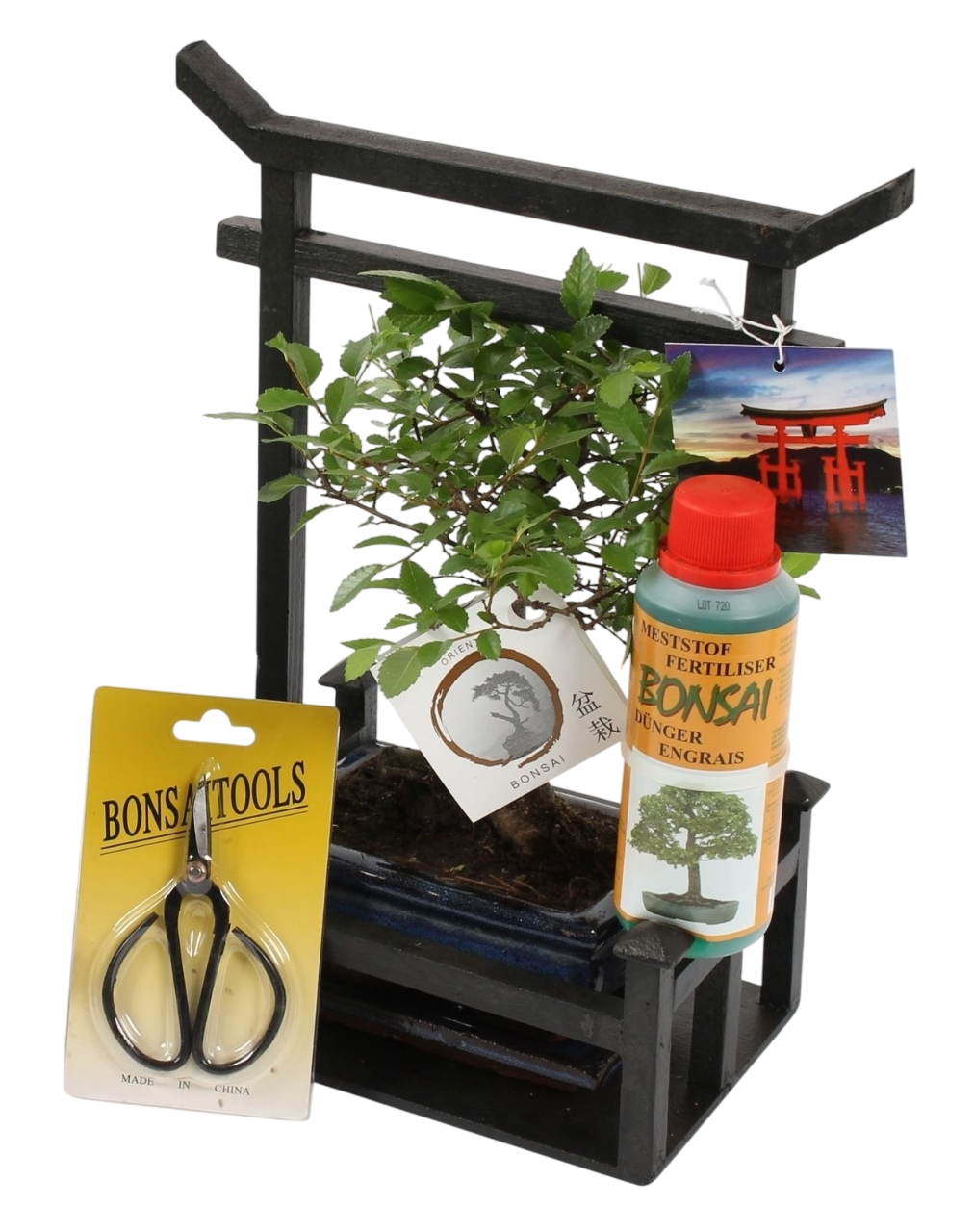 Bonsái - Bonsai - Altura 25-35cm - ⌀15cm_0
