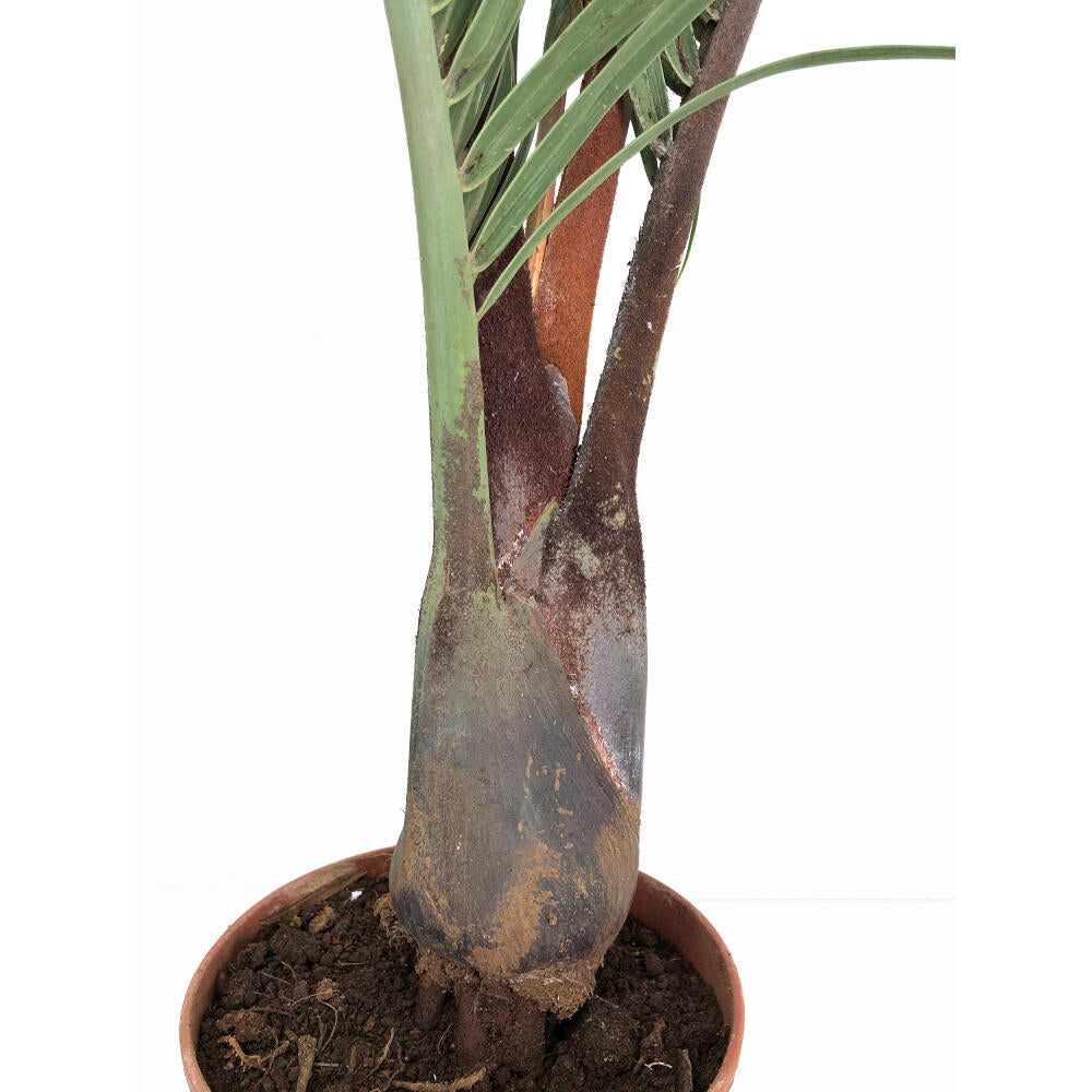 Neodypsis Decarii M21 100cm_2