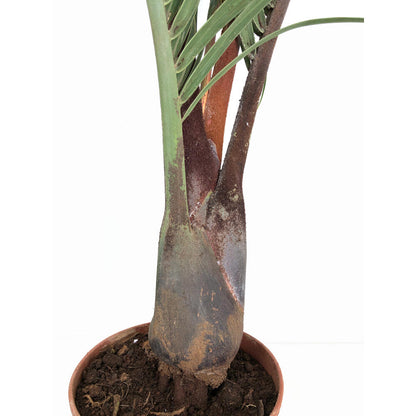 Neodypsis Decarii M21 100cm_2