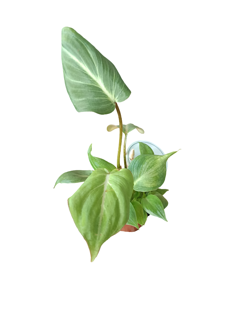 Philodendron Gloriosum Planta De Interior Ø5_0