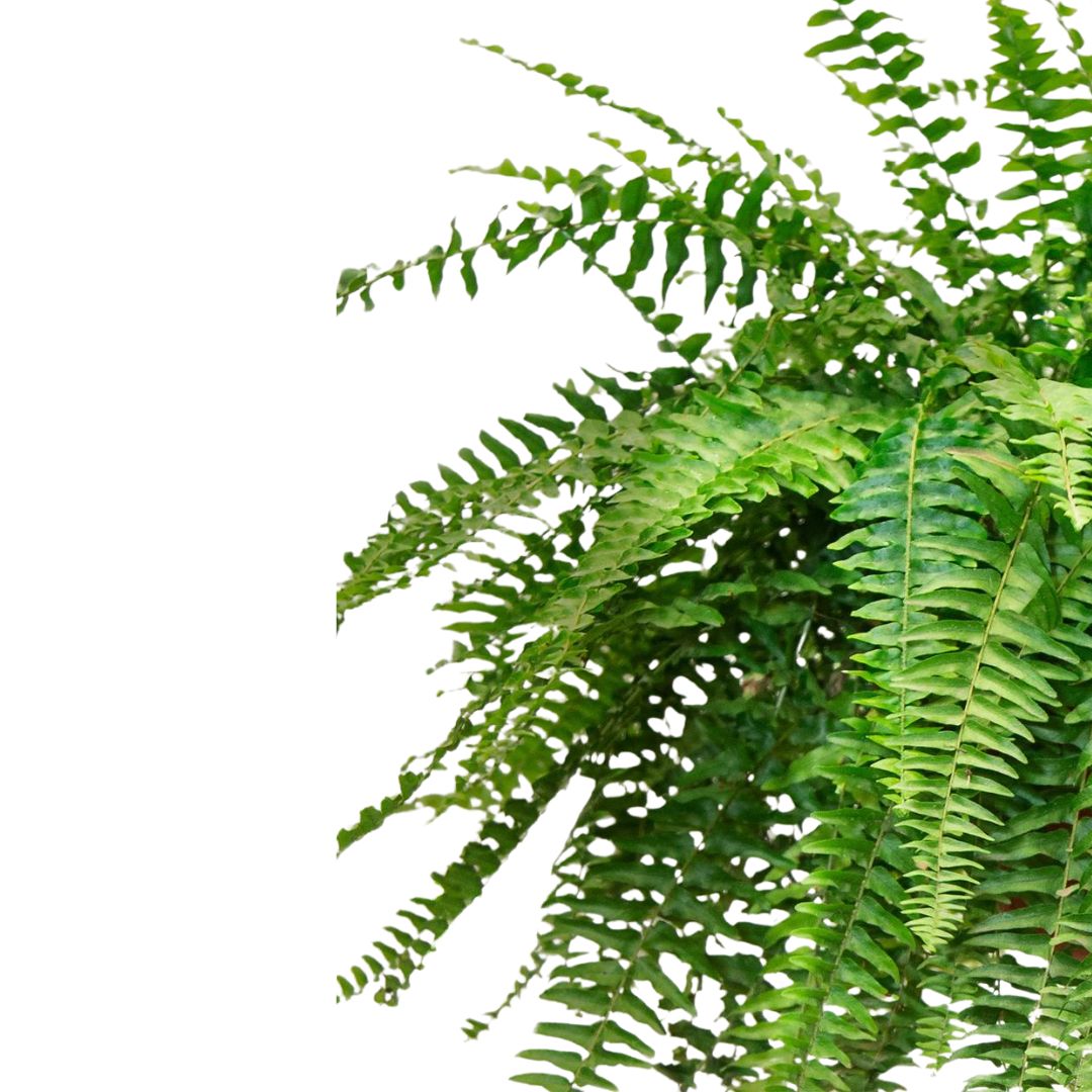 Helecho Boston Planta De Interior O Sombra (nephrolepis Exaltata) Maceta 15cm_1