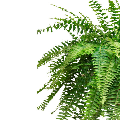 Helecho Boston Planta De Interior O Sombra (nephrolepis Exaltata) Maceta 15cm_1