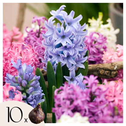 Jacinto - 10 Pzs - Hyacinthus - Bulbos De Flores_0