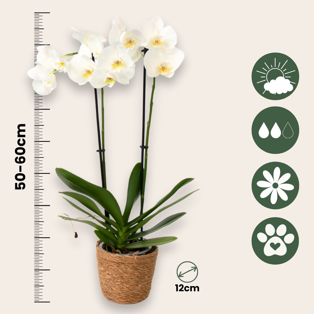 Orqídea Phalaenopsis - Phalaenopsis - Altura 50-60cm - ⌀12cm_2