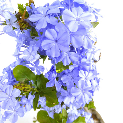 Plumbago Capensis M20 100-125cm (jazmín Azul)_1