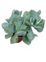 Crassula Arborescens Blue Hale, Planta Suculenta Da Sorte Ø5