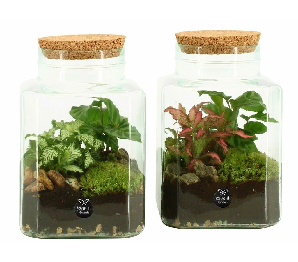 Terrario De Cristal 90559 (unidad)_0