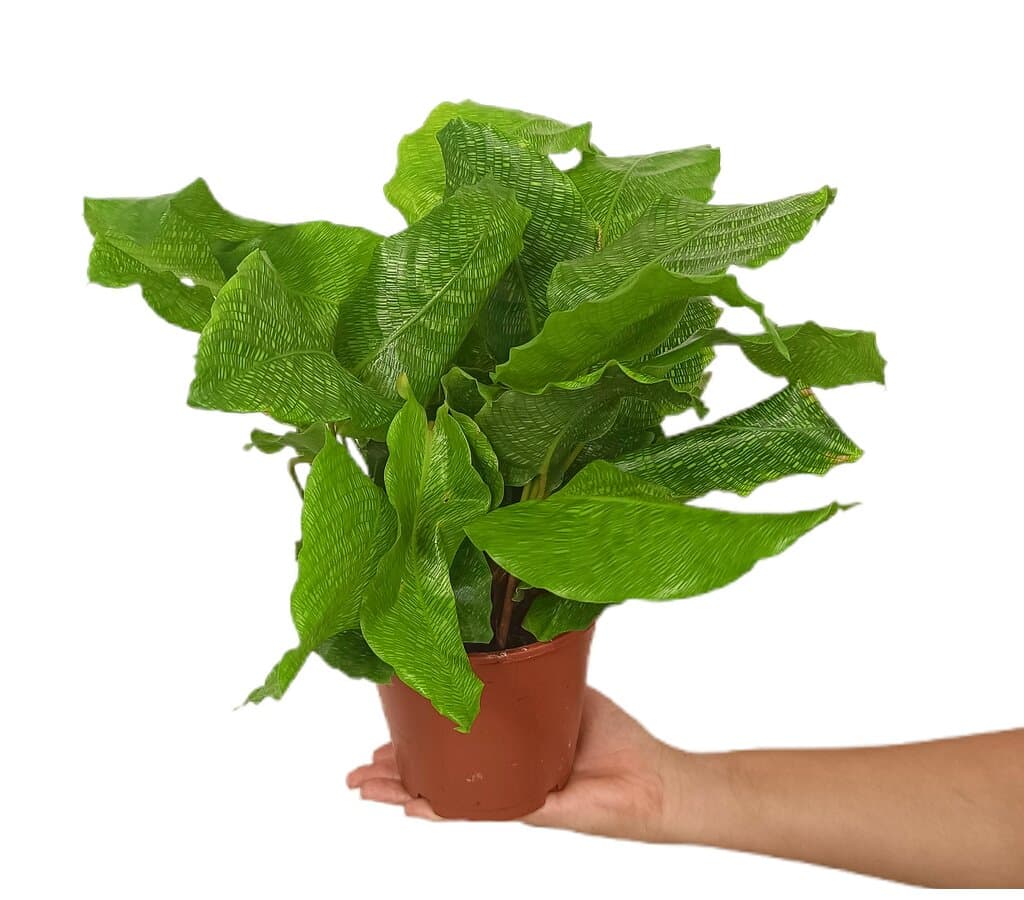 Calathea Network M14 40cm_0