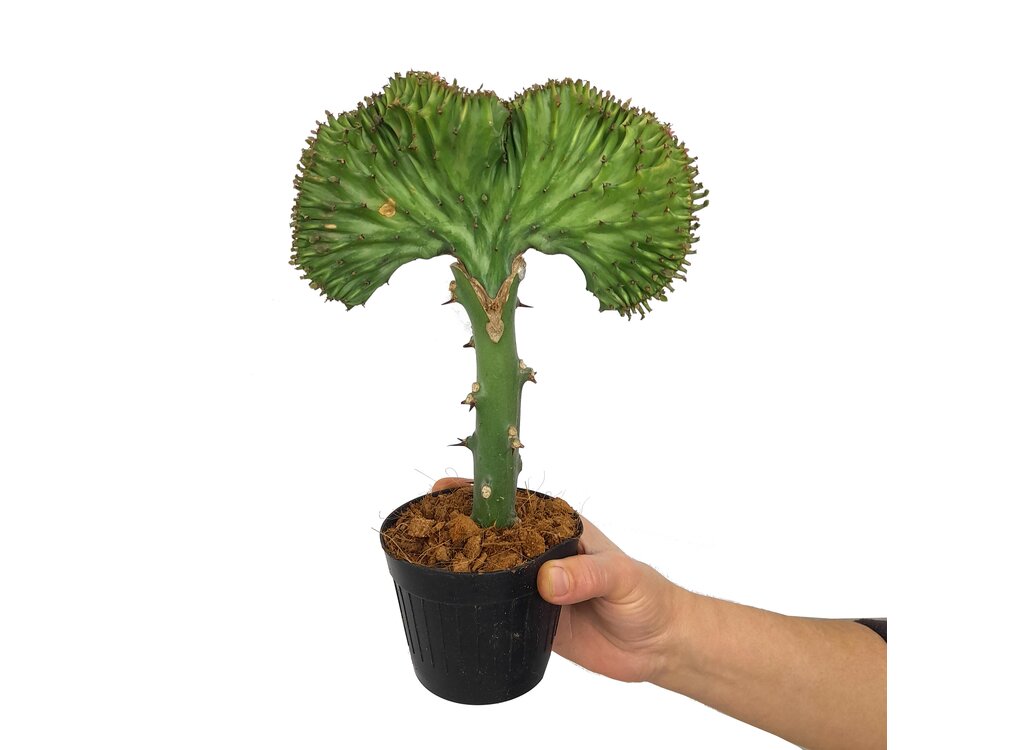 Euphorbia Lactea Cristata M10 25cm_1