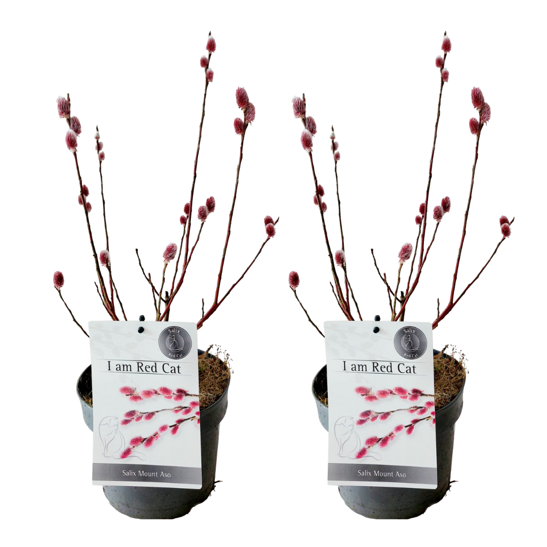 Sauce Arbustivo - 2 Pzs - Salix Gracilistyla 'mount Aso' - A40-50cm - ⌀17cm_0