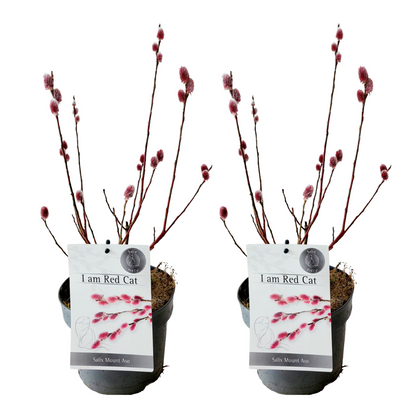 Sauce Arbustivo - 2 Pzs - Salix Gracilistyla 'mount Aso' - A40-50cm - ⌀17cm_0